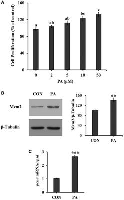 The Mitotic and Metabolic Effects of Phosphatidic Acid in the Primary Muscle Cells of Turbot (Scophthalmus maximus)